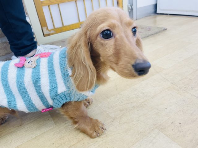 ミニチュアダックス