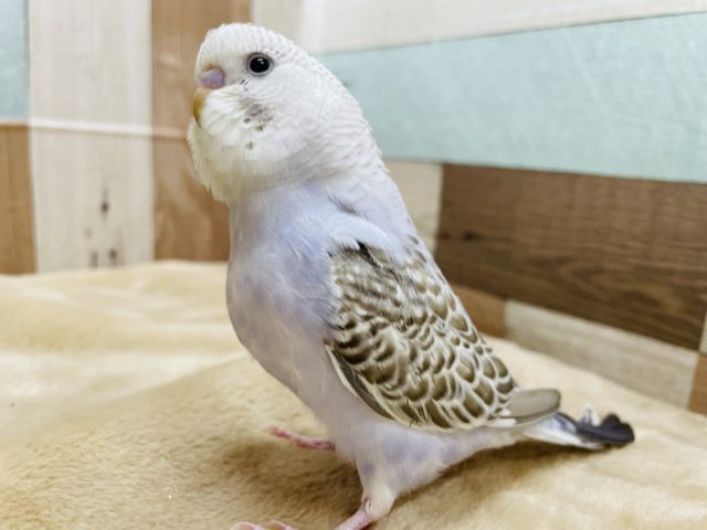 ジャンボセキセイインコ
