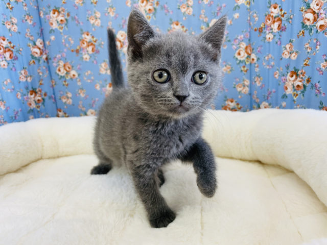 ブリティッシュショートヘア