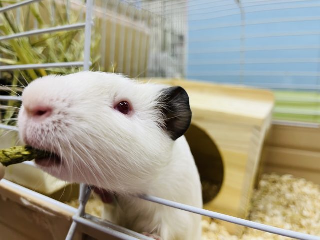 イングリッシュモルモット