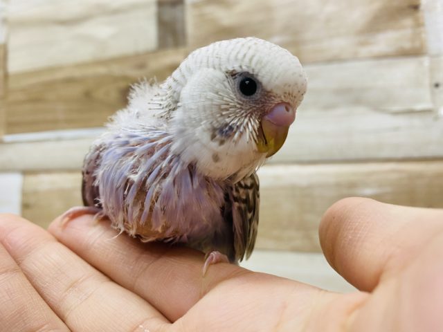 ジャンボセキセイインコ