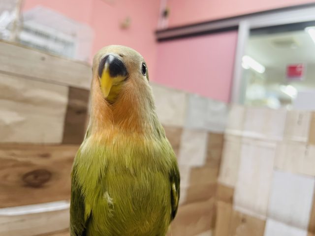 コザクラインコ（小桜インコ）