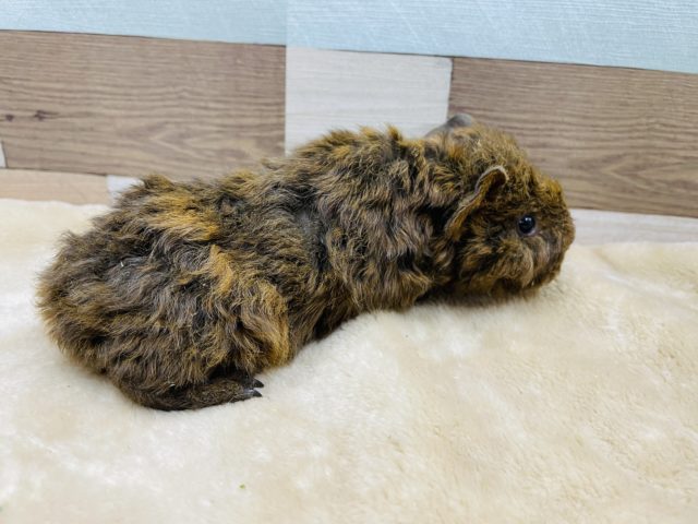 テッセルモルモット