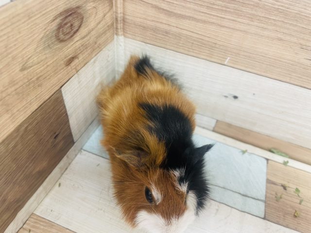 アビシニアンモルモット