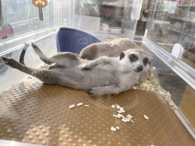 ミーアキャット