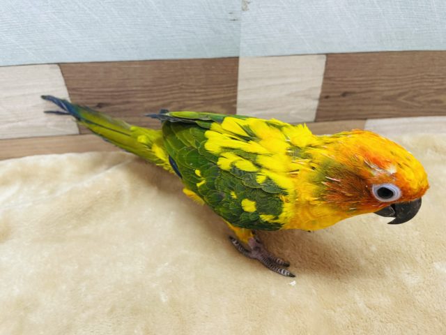 コガネメキシコインコ
