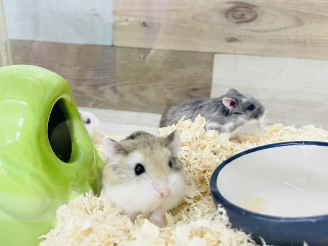  ロボロフスキーハムスター