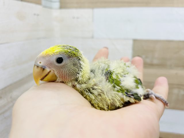 コザクラインコ（小桜インコ）
