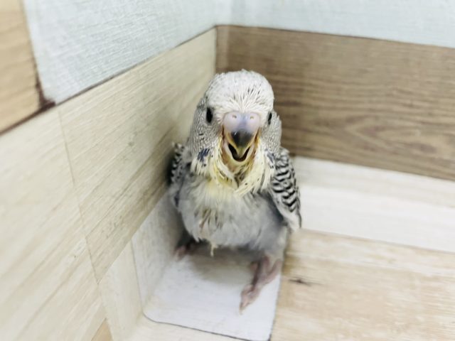 ジャンボセキセイインコ
