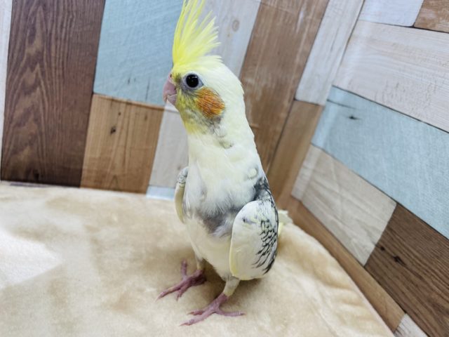 オカメインコ