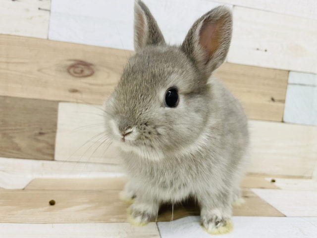 ネザーランドドワーフ