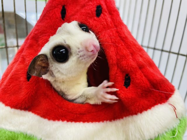 フクロモモンガ