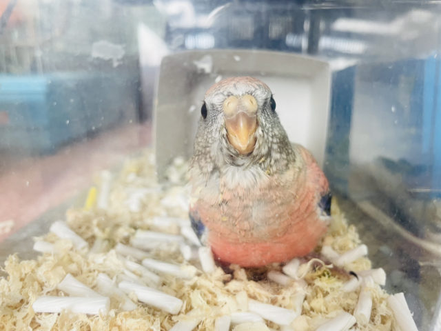 アキクサインコ（秋草インコ）