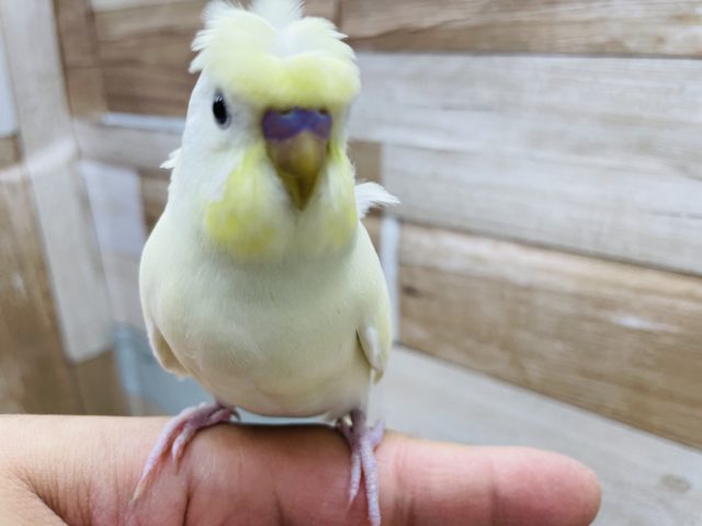 羽衣セキセイインコ