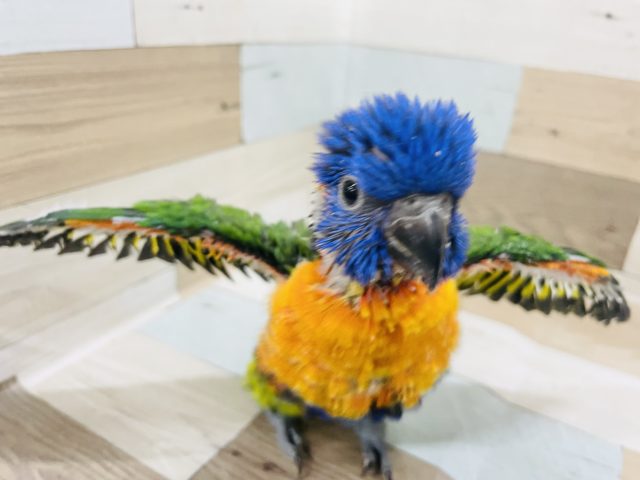 アカエリゴシキセイガイインコ