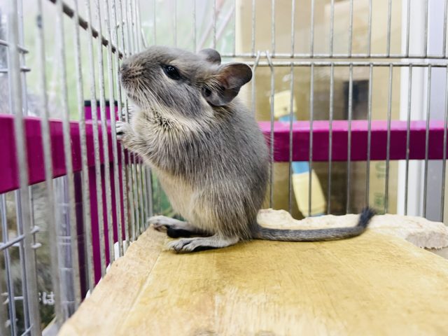 キュートボーイズ★ブルーデグーくん! デグー