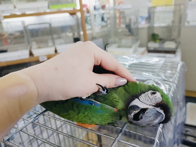ヒメコンゴウインコ