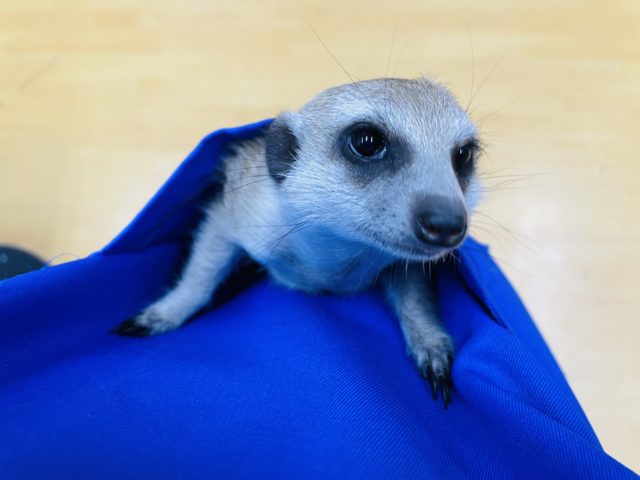 ミーアキャット