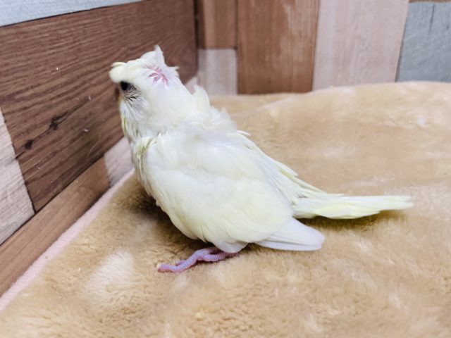 羽衣セキセイインコ