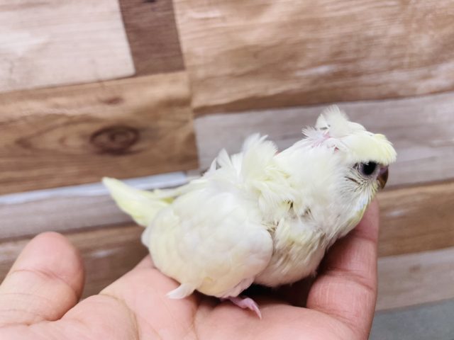 羽衣セキセイインコ