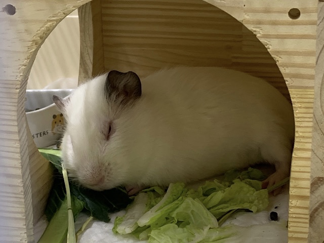 イングリッシュモルモット