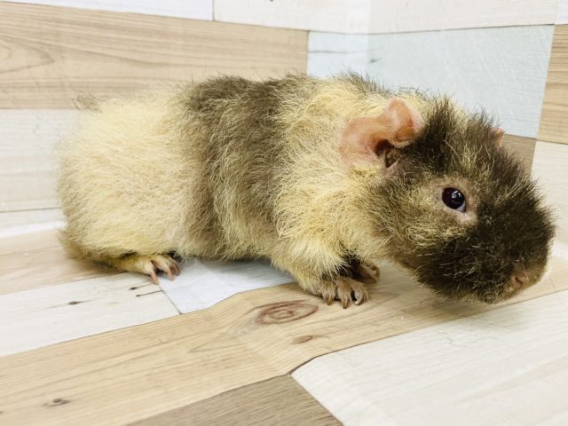 ウェアウルフ（スキニーギニアピッグ）