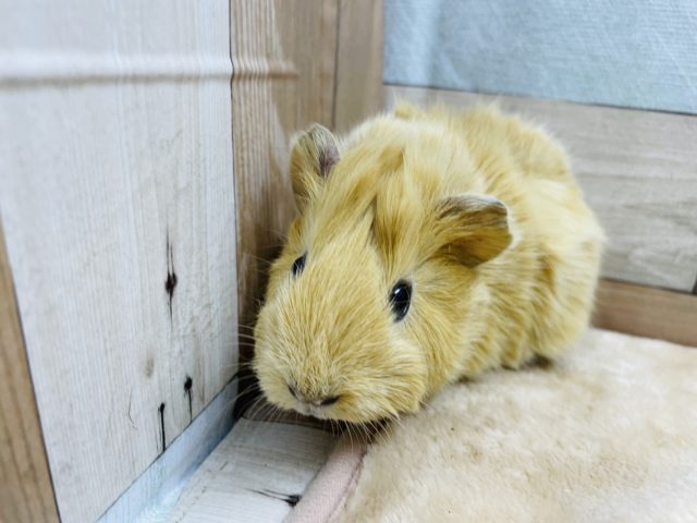 アビシニアンモルモット