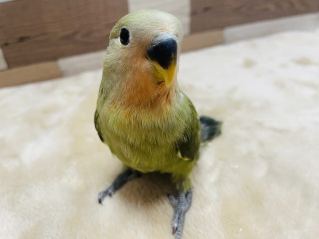 コザクラインコ（小桜インコ）