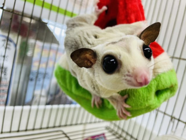 フクロモモンガ