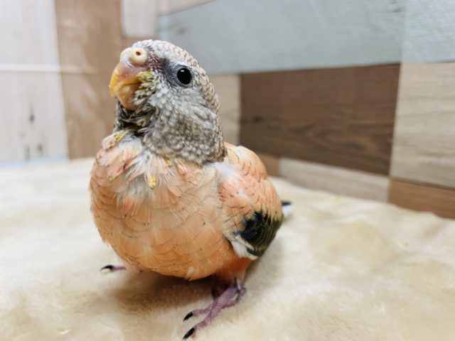 アキクサインコ（秋草インコ）