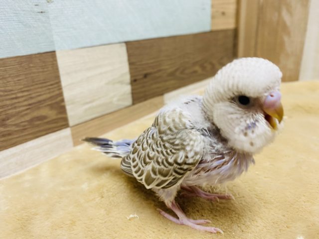 ジャンボセキセイインコ