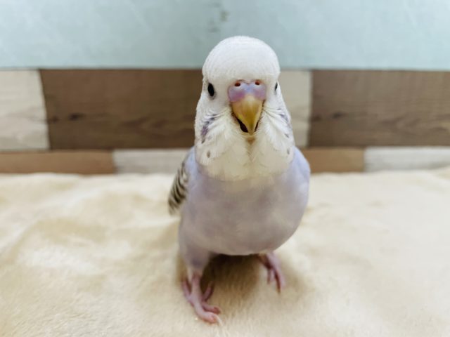 ジャンボセキセイインコ