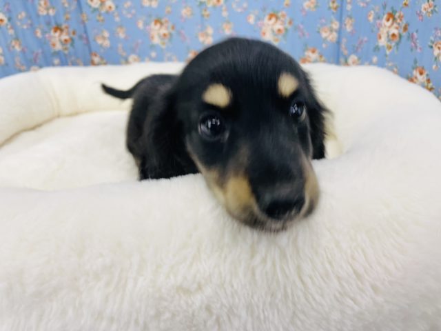 ミニチュアダックス