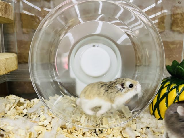  ロボロフスキーハムスター
