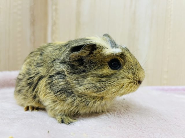 まるで虎柄!?クレステッドモルモット女の子 クレステッドモルモット