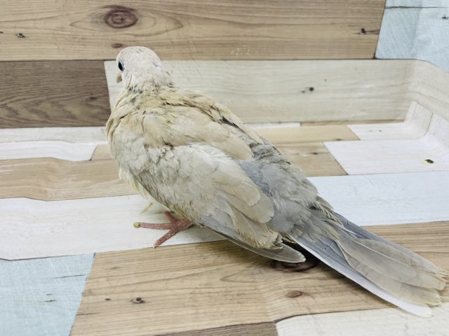 ジュズカケバト