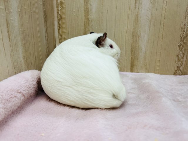 イングリッシュモルモット