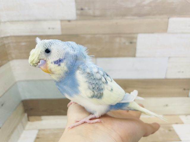 羽衣セキセイインコ