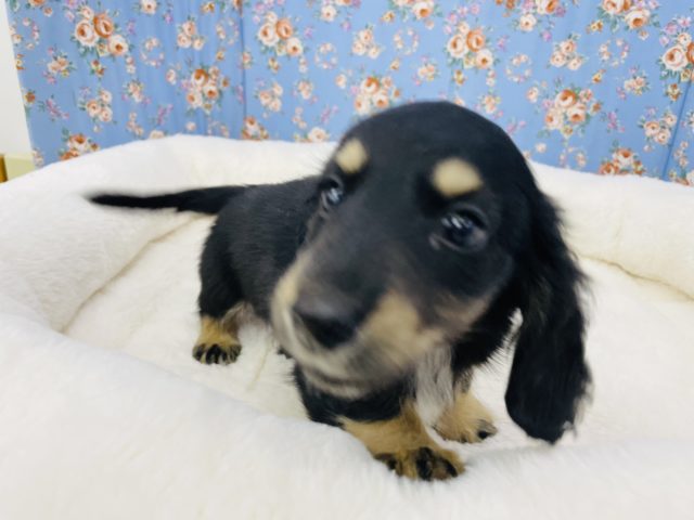 ミニチュアダックス