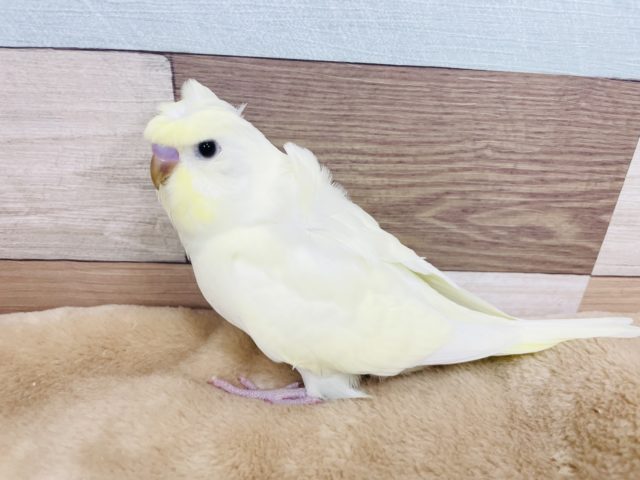 羽衣セキセイインコ
