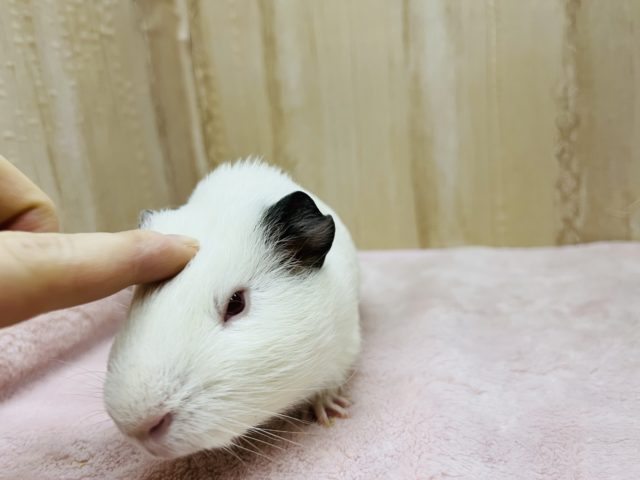 イングリッシュモルモット