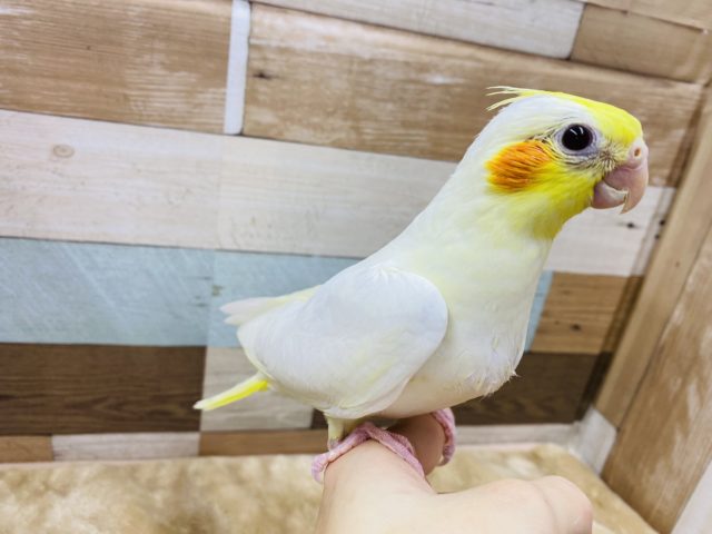 オカメインコ