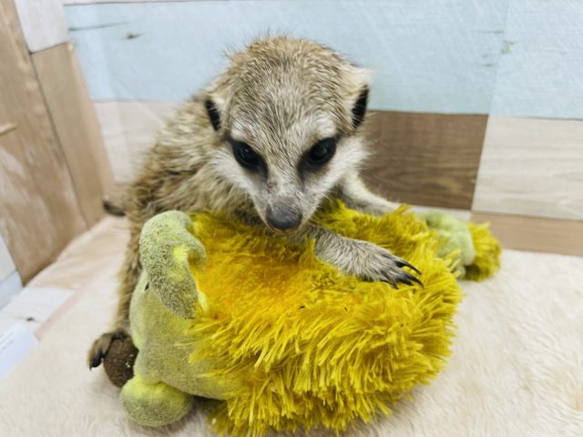 ミーアキャット