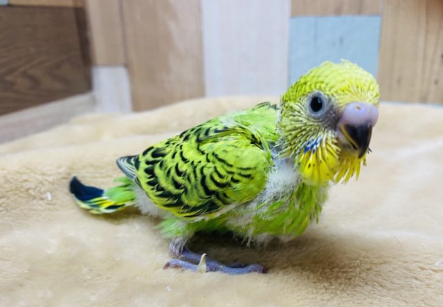 セキセイインコ