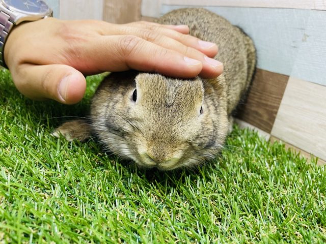 ネザーランドドワーフ