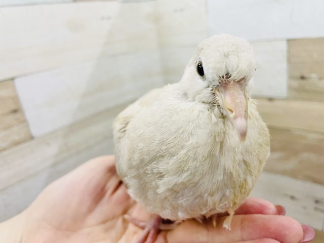 ジュズカケバト