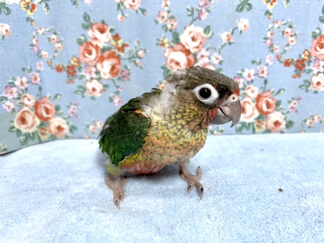 ウロコインコ ワキコガネ 1/23 ワキコガネウロコインコ