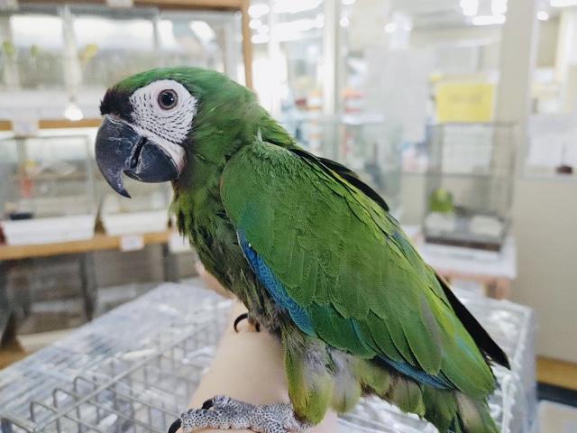 ヒメコンゴウインコ