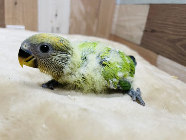 コザクラインコ（小桜インコ）