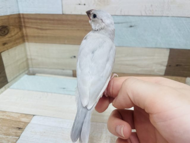 シルバー文鳥